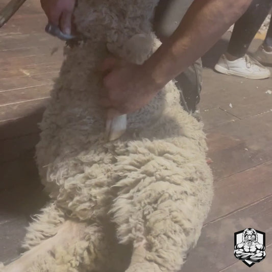 Shearing Technique Development